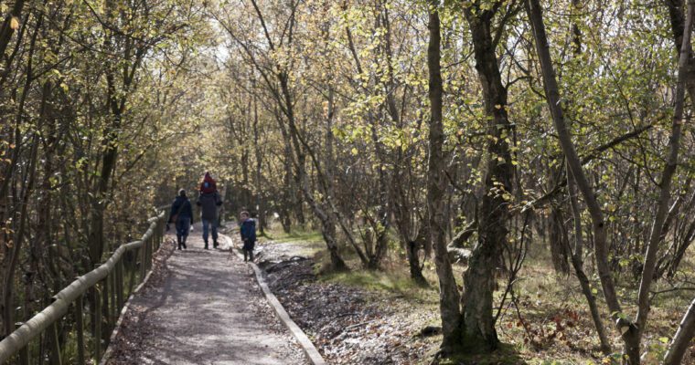 woodland walk in shorne woods