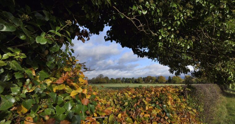 View through a hedgerow with a cloudy blue sky