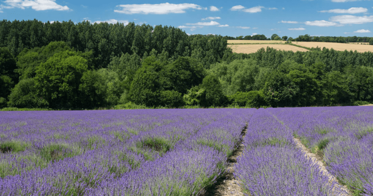 Field full of lavender