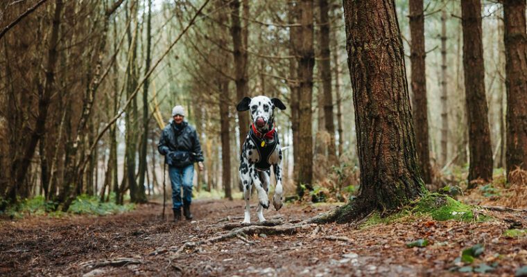 North Downs Way - Wye to Chilham