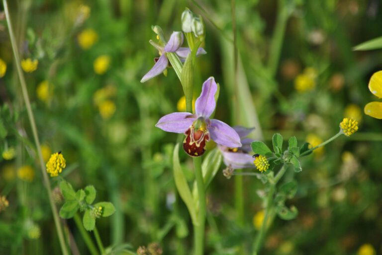 Bee Orchid Sheldwich orchard, Cross-Channel Geopark_ Pippa Palmar