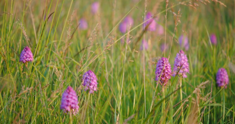Pyramidal orchid meadow Poppington, Selling, Cross-Channel Geopark_-Pippa Palmar