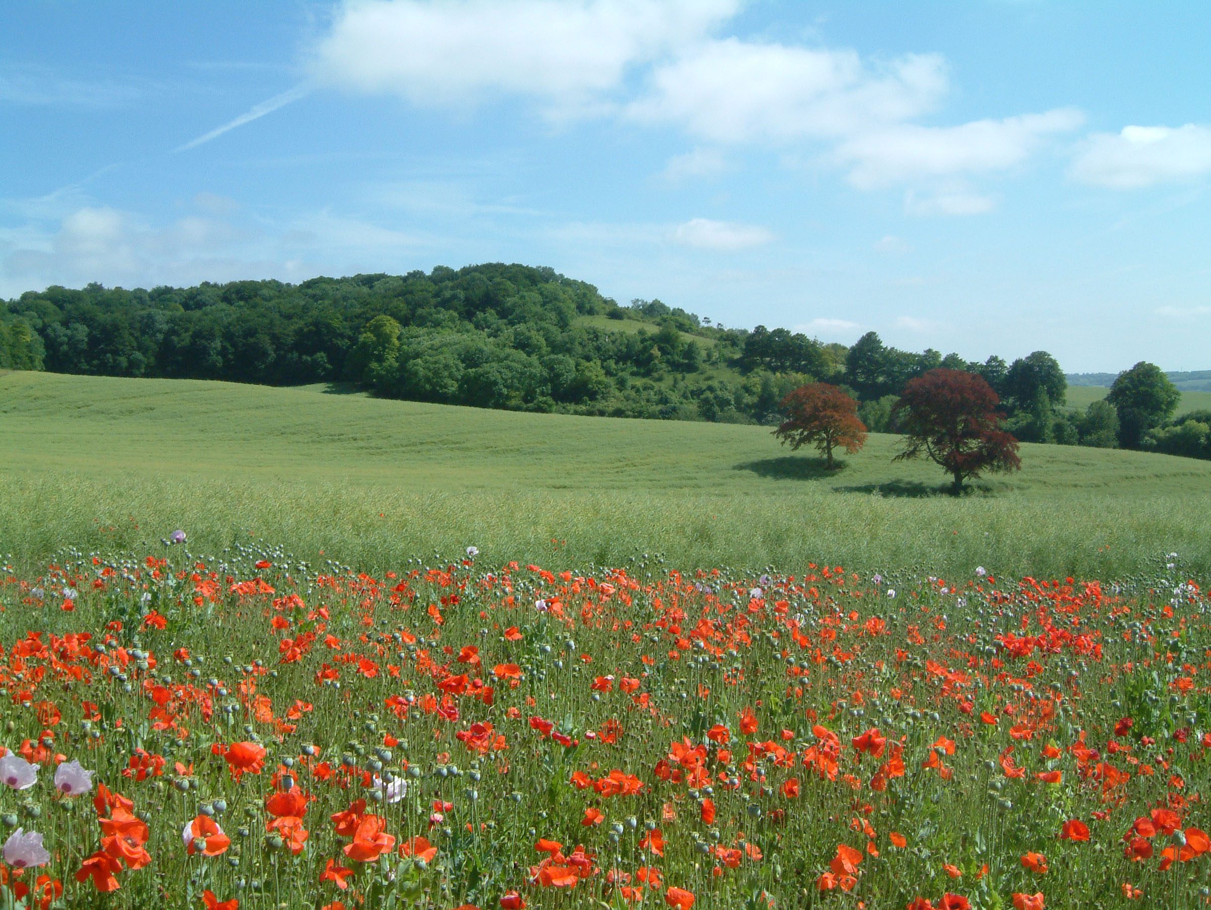 Vaste plateau ouvert de Hollingbourne, transmanche Geopark_Sally Evans