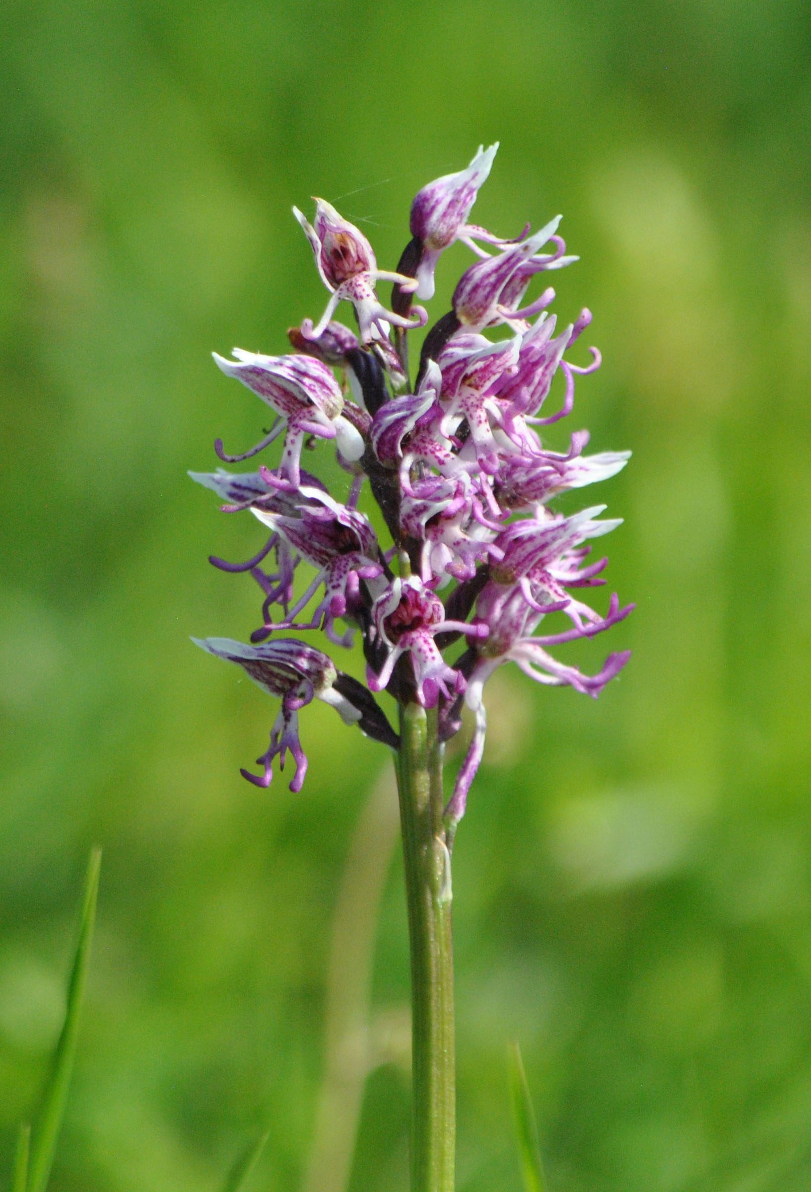 Orchidée singe, porte du parc, géoparc transmanche _Pippa Palmar 12.6.21