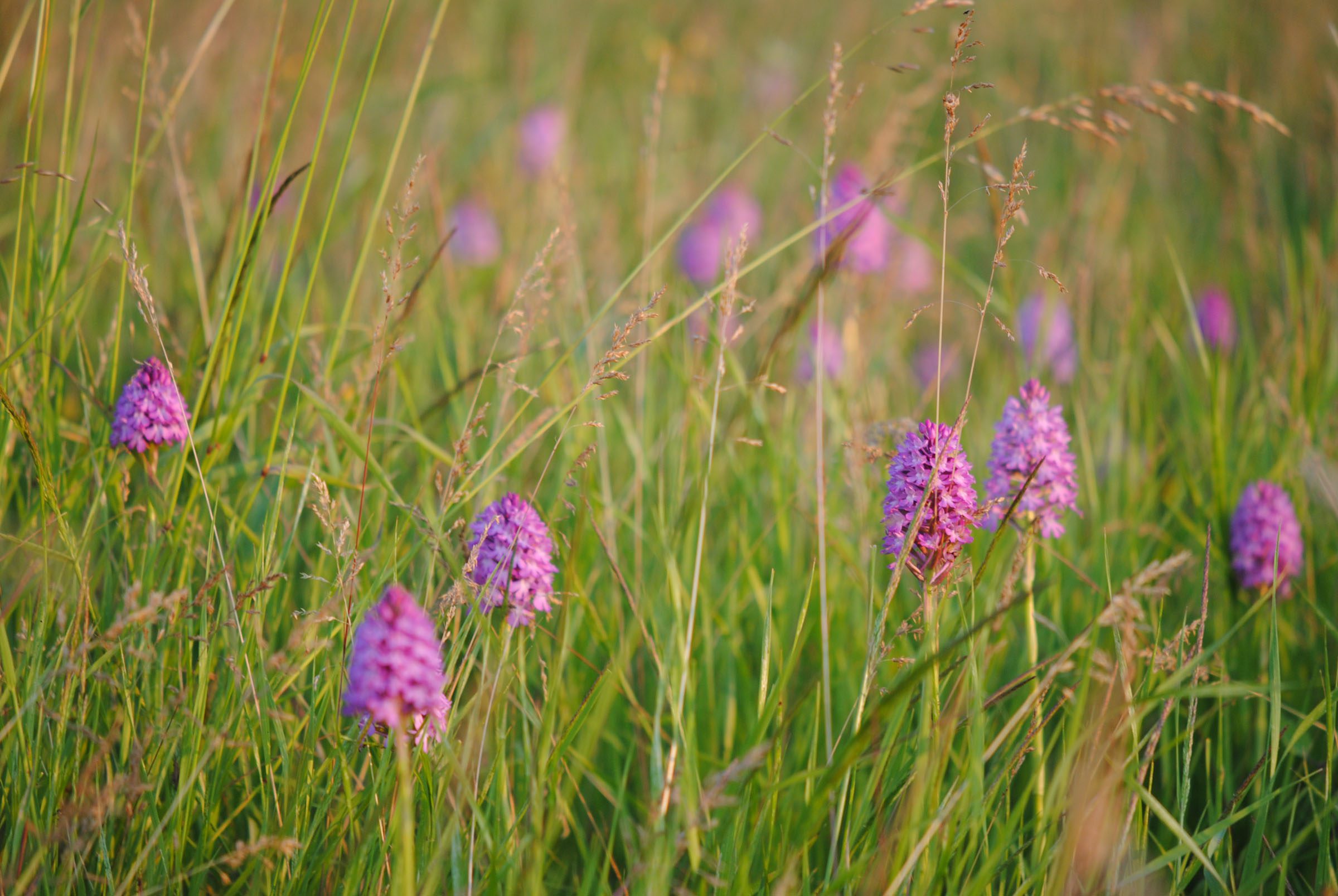 Pyramidal orchid meadow Poppington, Selling, Cross-Channel Geopark_-Pippa Palmar