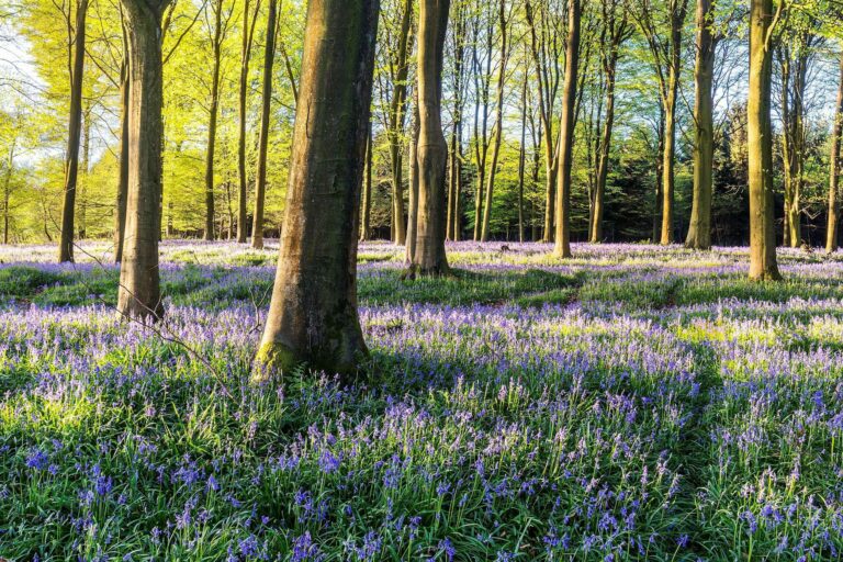 Bluebells at King's Wood