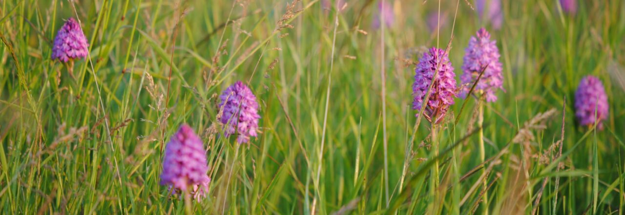 Pyramidal Orchid Meadow Poppington Selling Cross Channel Geopark  Pippa Palmar Aspect Ratio 1280 440