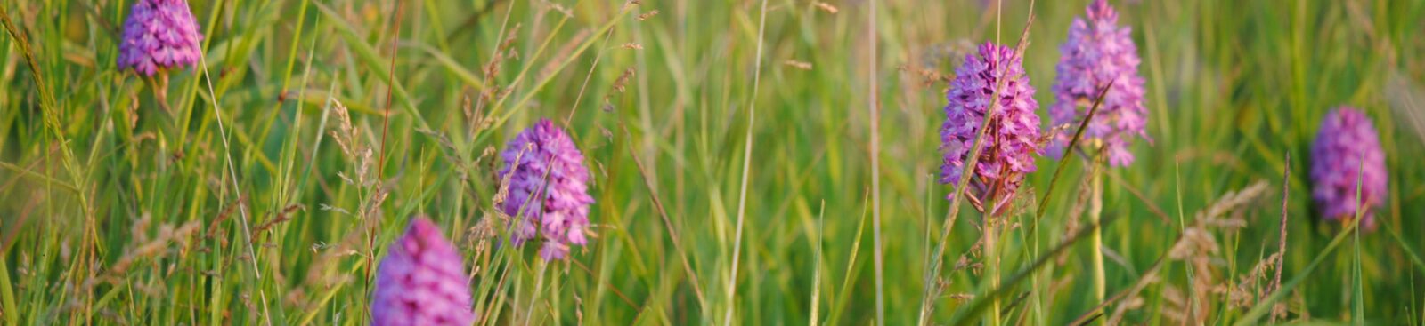 Pyramidal Orchid Meadow Poppington Selling Cross Channel Geopark  Pippa Palmar Aspect Ratio 1600 367