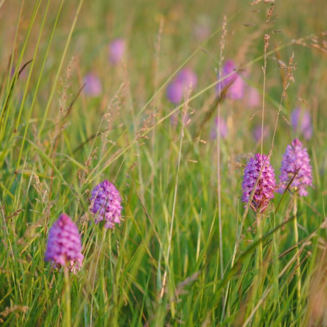 Pyramidal Orchid Meadow Poppington Selling Cross Channel Geopark  Pippa Palmar Aspect Ratio 640 640