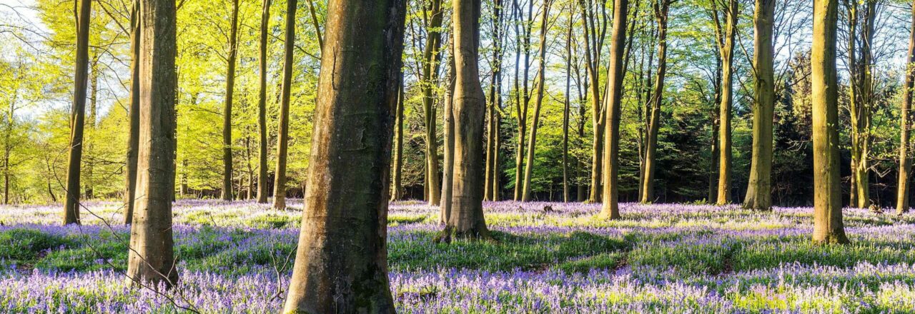 Bluebells Scaled 1 Aspect Ratio 1280 440