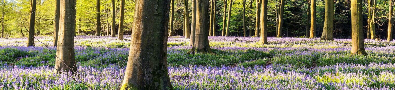 Bluebells Scaled 1 Aspect Ratio 1600 367