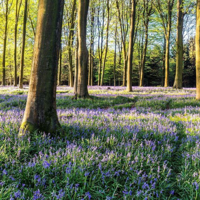 Bluebells Scaled 1 Aspect Ratio 640 640