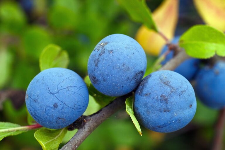 Blackthorn 1621554 1280