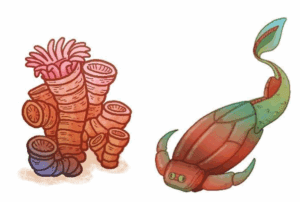 ASTEROLEPIS.jpg & CORAIL 3.jpg