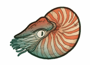 NAUTILOID-2.jpg