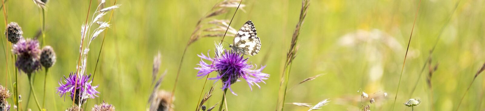 Marbled White Butterfly On Flower Aspect Ratio 1600 367