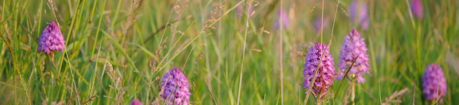 Pyramidal Orchid Meadow Poppington Selling Cross Channel Geopark Pippa Palmar Aspect Ratio 1600 367