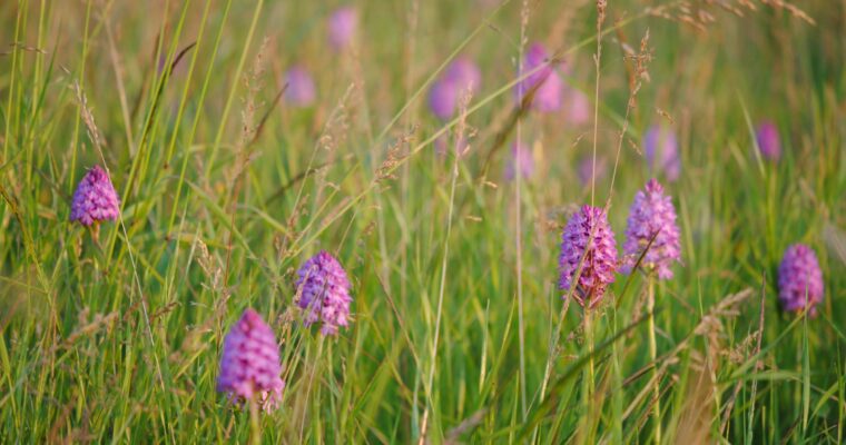 Pyramidal Orchid Meadow Poppington Selling Cross Channel Geopark  Pippa Palmar