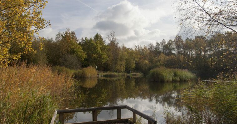Shorne Woods Country Park in autumn