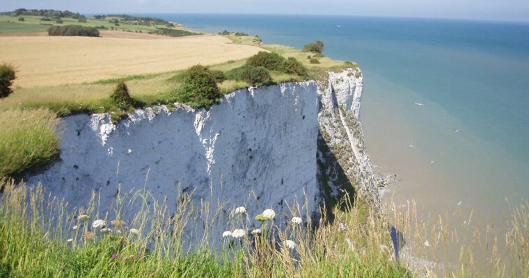 White Cliffs of Dover, with the sea on the right, on a sunny day. With wild flowers in the foreground.