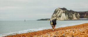 dog white cliffs of dover