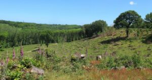 Bigbury Camp Nature Reserve 1024x538